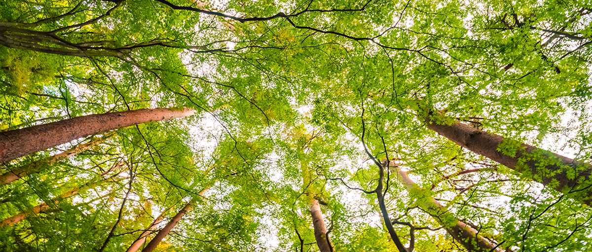 Gouvernance de la transition, écologie et sociétés Photo principale