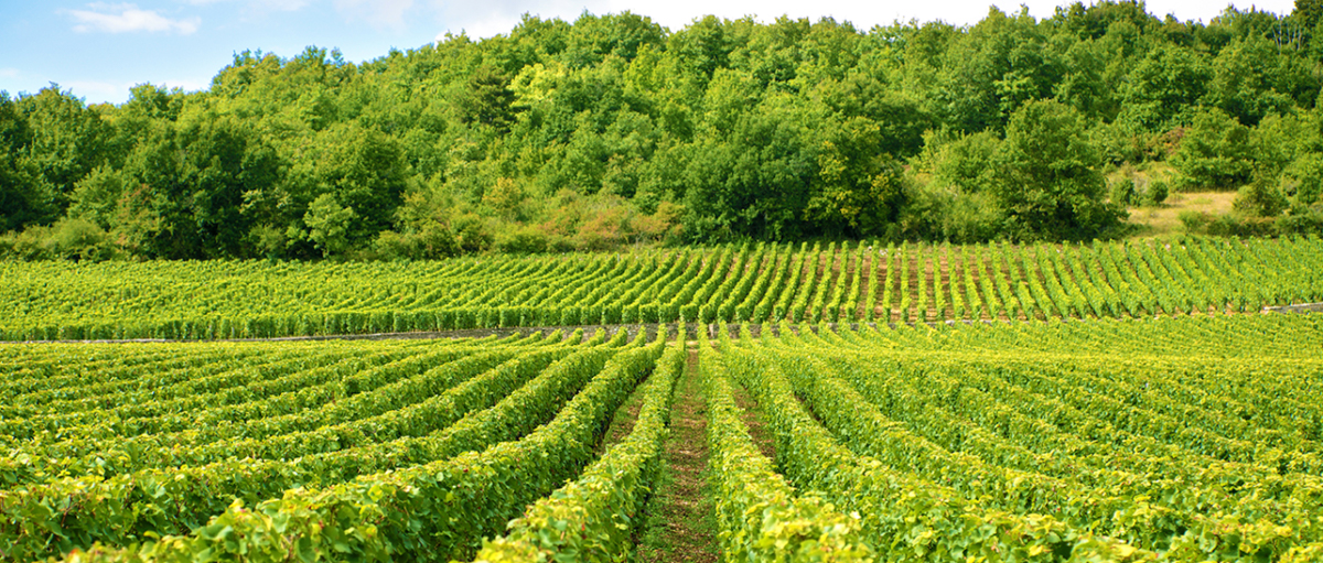 Jardins historiques, patrimoine et paysage